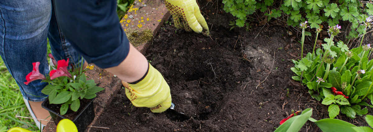 How to replant successfully