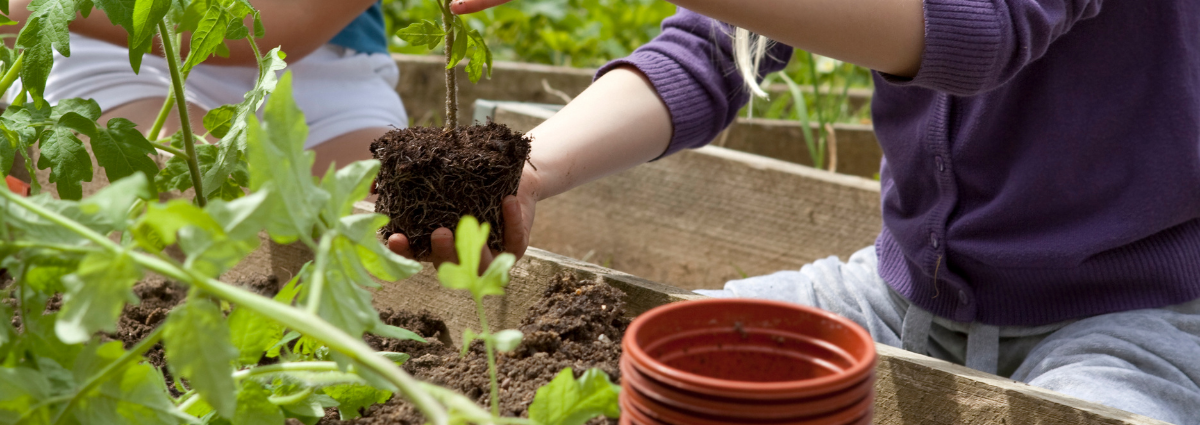 How to replant successfully