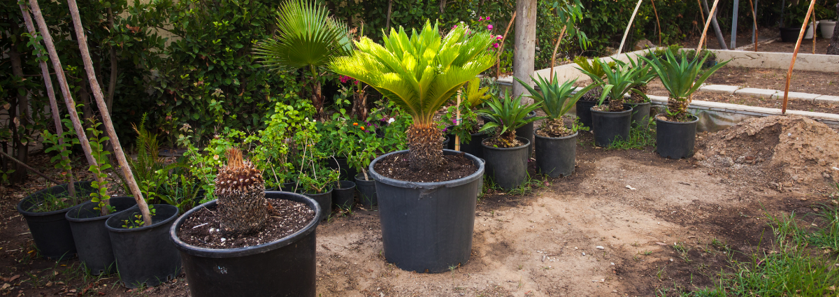 How to replant successfully