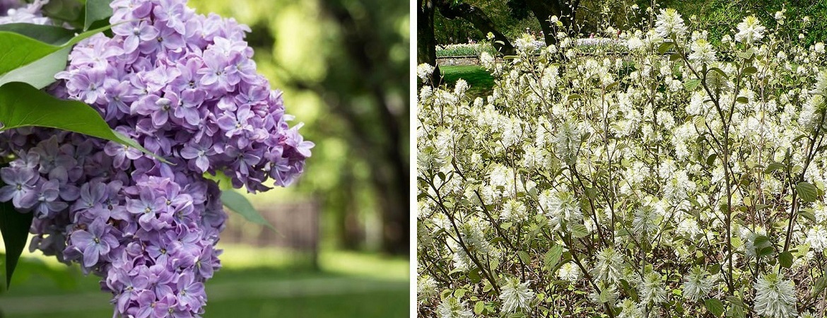 Beautiful flowering shrubs in Ontario at Little Tree Garden Market