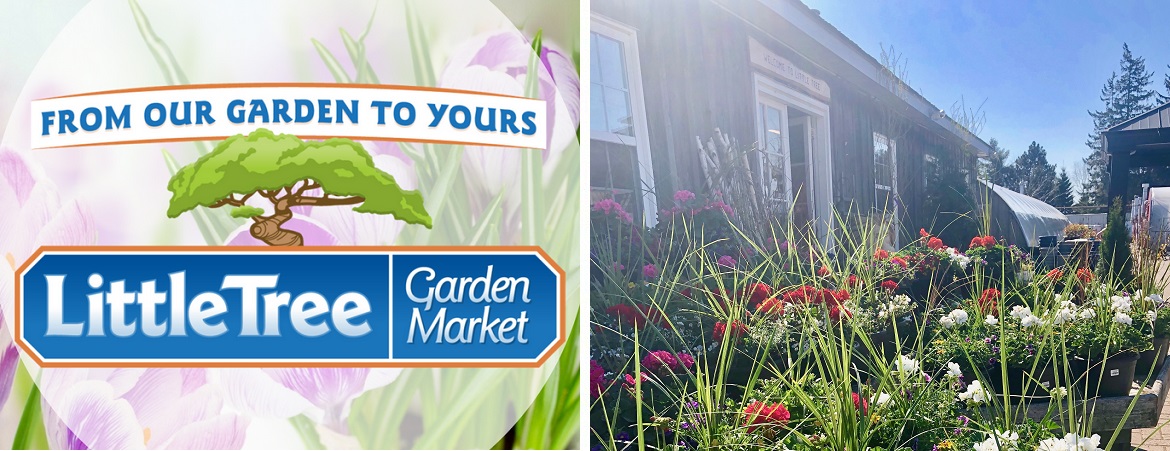 Beautiful-flowers-at-Little-Tree-Garden-Market-near-Elmira