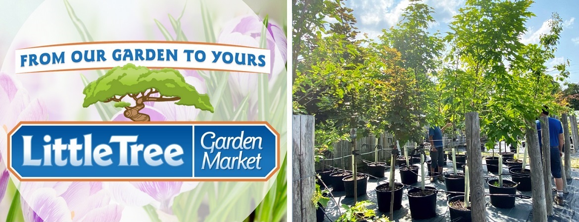 Fruit-trees-in-Ontario-Little-Tree-Garden-Market