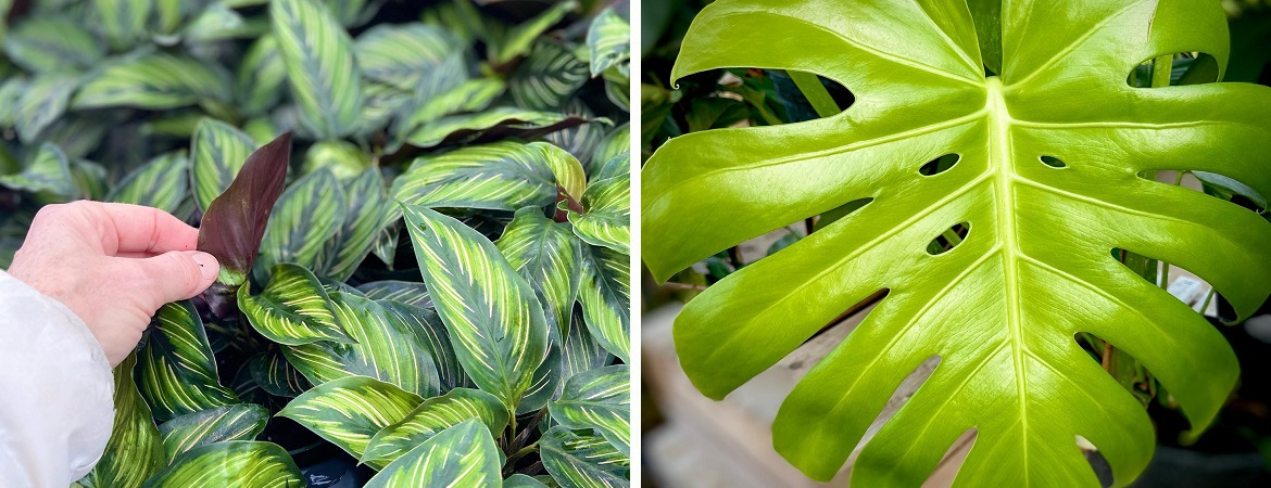 Beautiful-Houseplants-Indoor-Plants-at-Little-Tree-Garden-Market