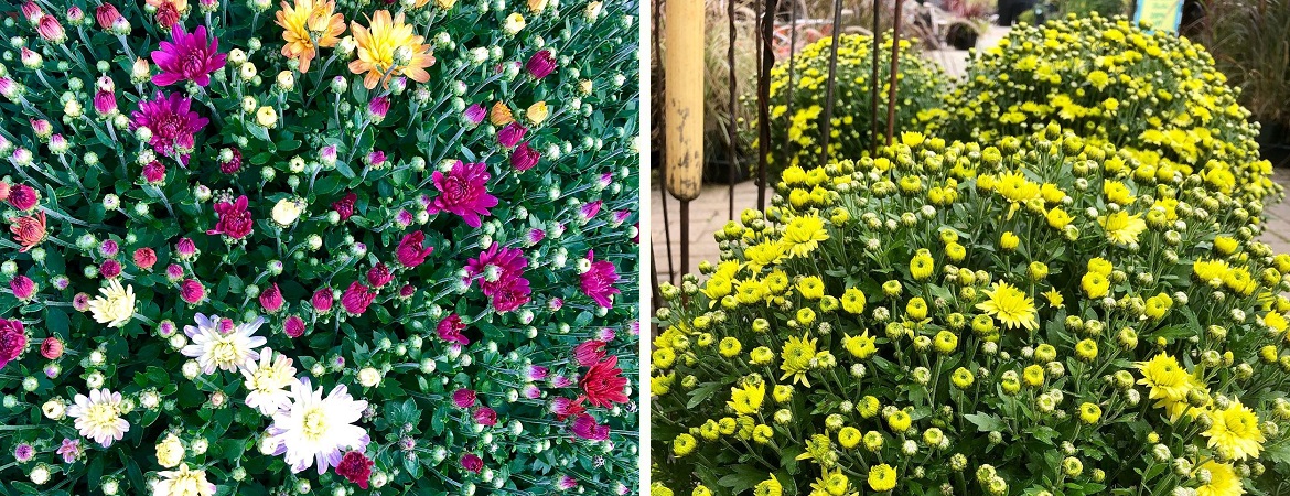 Beautiful Shade annuals in Ontario at Little Tree Garden Market