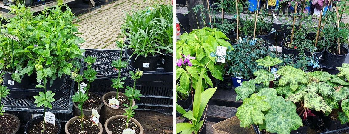 Beautiful shade perennials in Ontario at Little Tree Garden Market