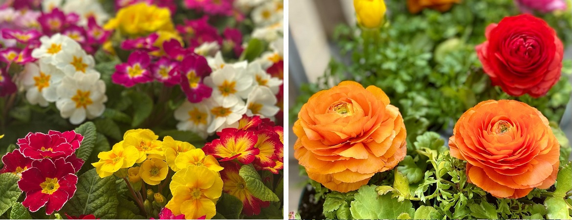 Buy-flowers-at-Little-Tree-Garden-Market-near-Elmira