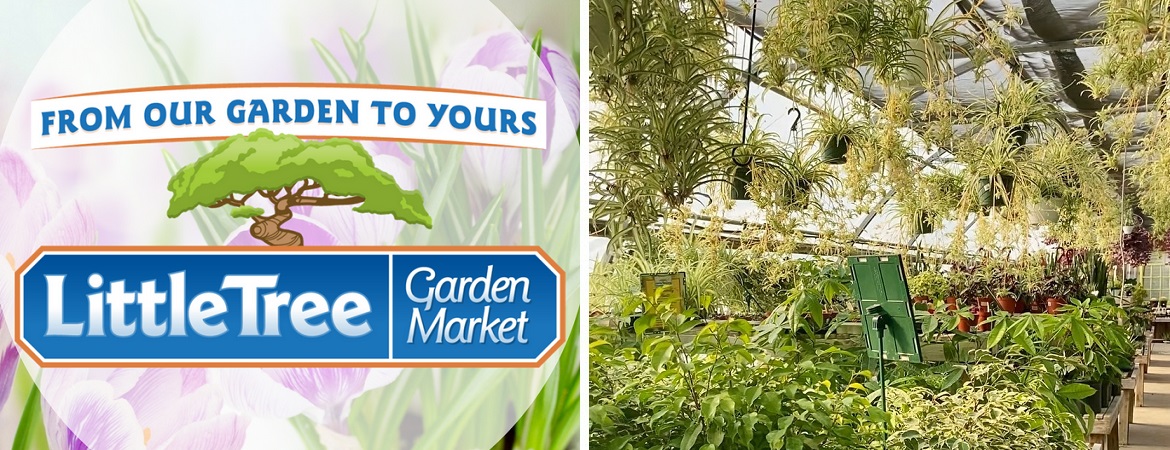 Buy-Hanging-Baskets-near-Palmerston-Little-Tree-Garden-Market