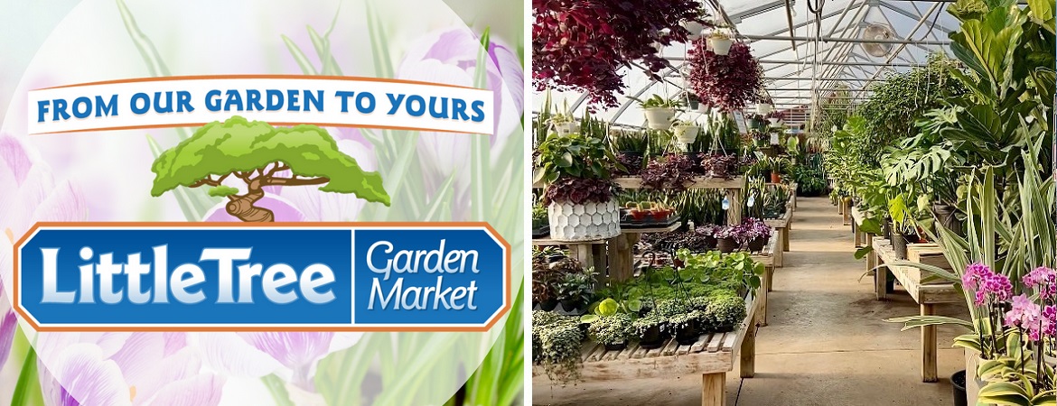 Buy-houseplants-indoor-plants-at-Little-Tree-Garden-Market