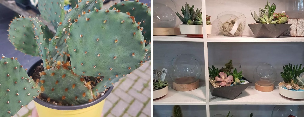 Buy-succulents-cactus-cacti-near-Elora-Little-Tree-Garden-Market
