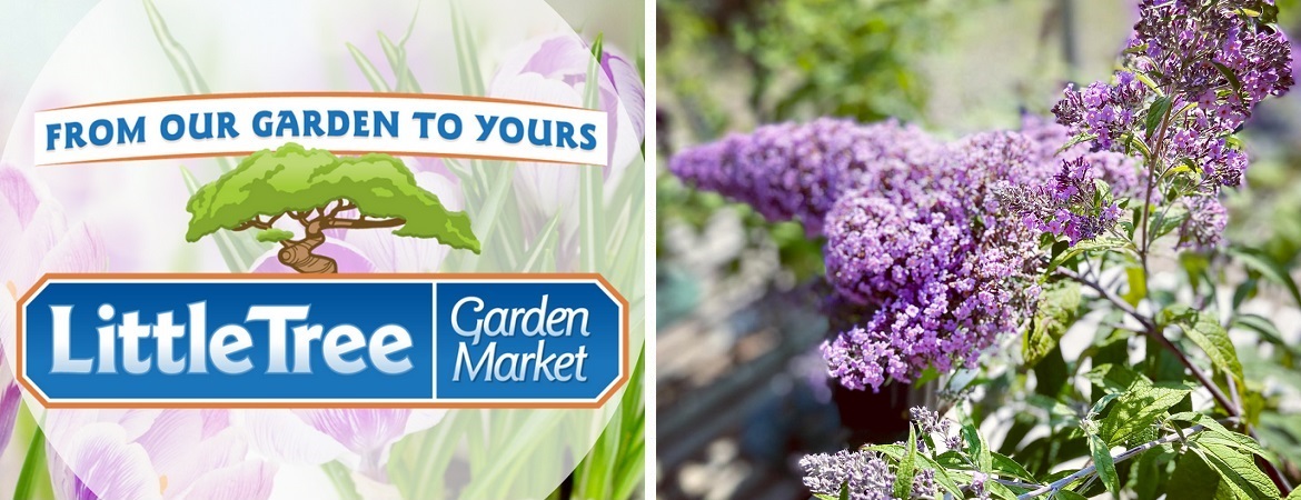 Flowering shrubs in Ontario at Little Tree Garden Market