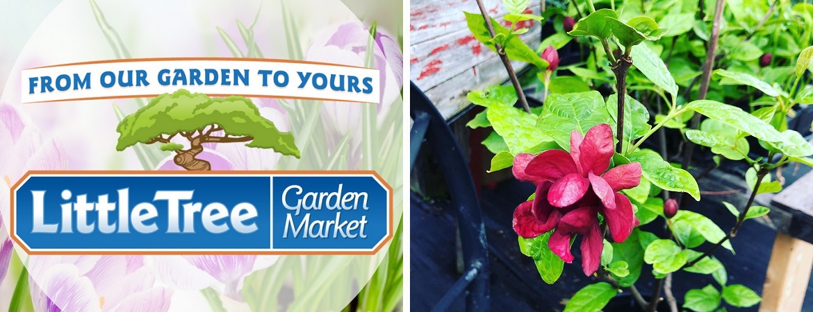 Flowering-trees-Ontario-at-Little-Tree-Garden-Market-Fergus