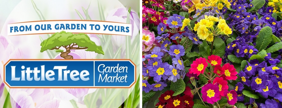 Buy shade annuals in Ontario at Little Tree Garden Market 