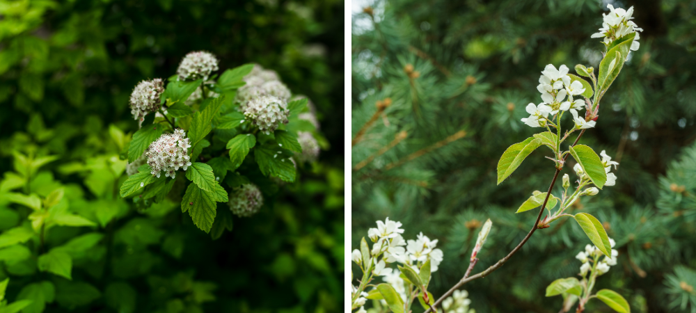 Shrubs | LittleTree Garden Market