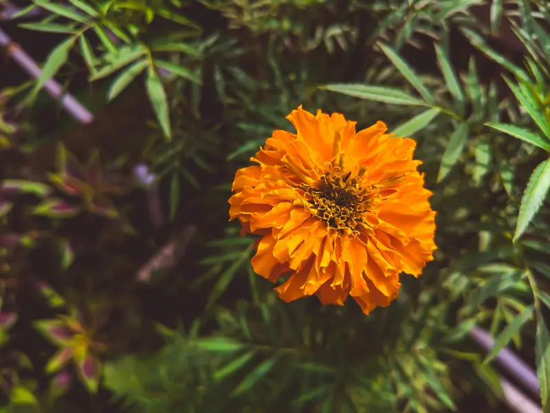 Fall Blooming Annuals