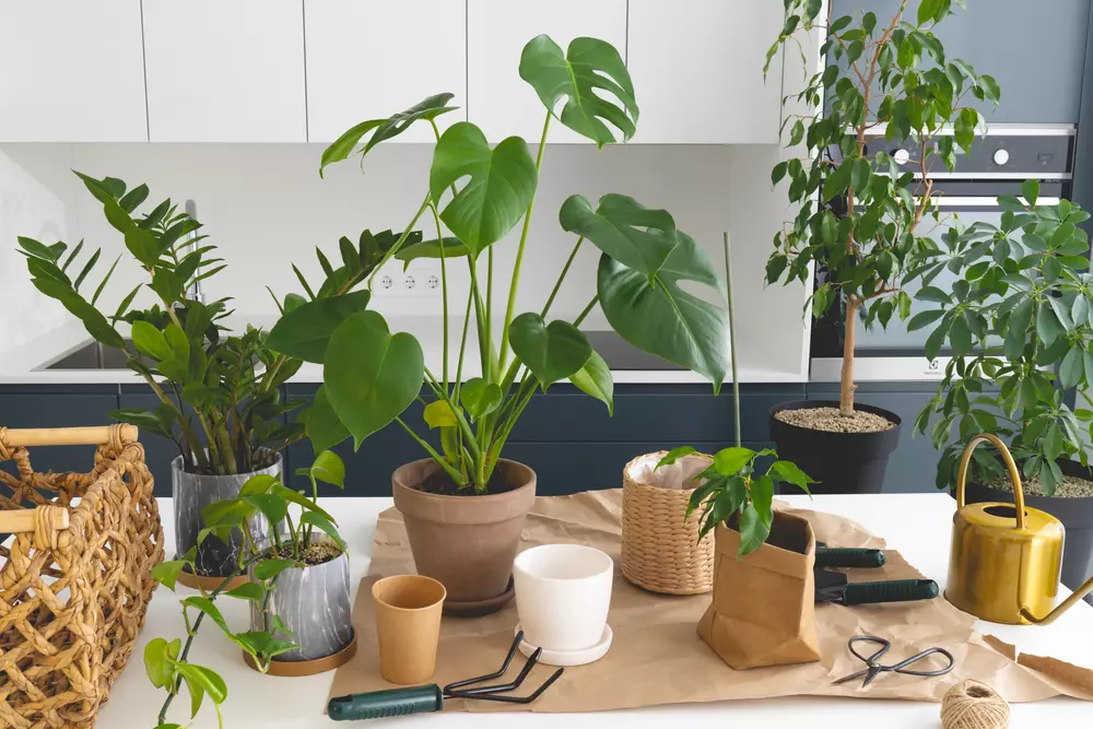 Houseplant How To Guide