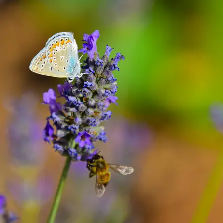 How to Create a Pollinator Garden
