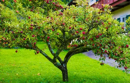 How to Guide: Fall Gardening 101