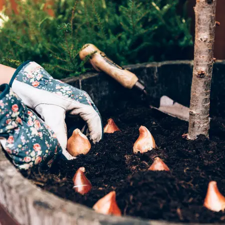 How to Plant Spring-Flowering Bulbs
