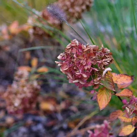 How to Prune Trees and Shrubs in Early Spring