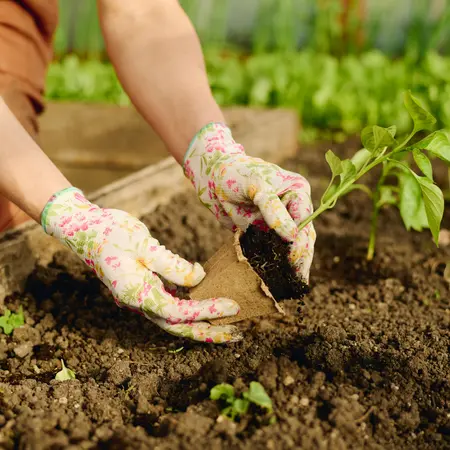 How to replant successfully