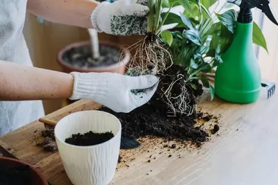 How to Repot Tropical Plants?