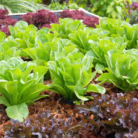 How to Start a Fall Vegetable Garden