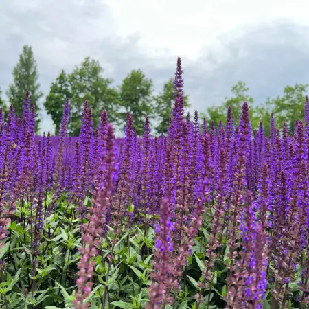 Summer plants