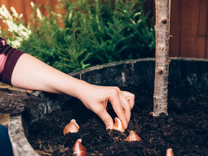 Plant your Spring Bulbs now!