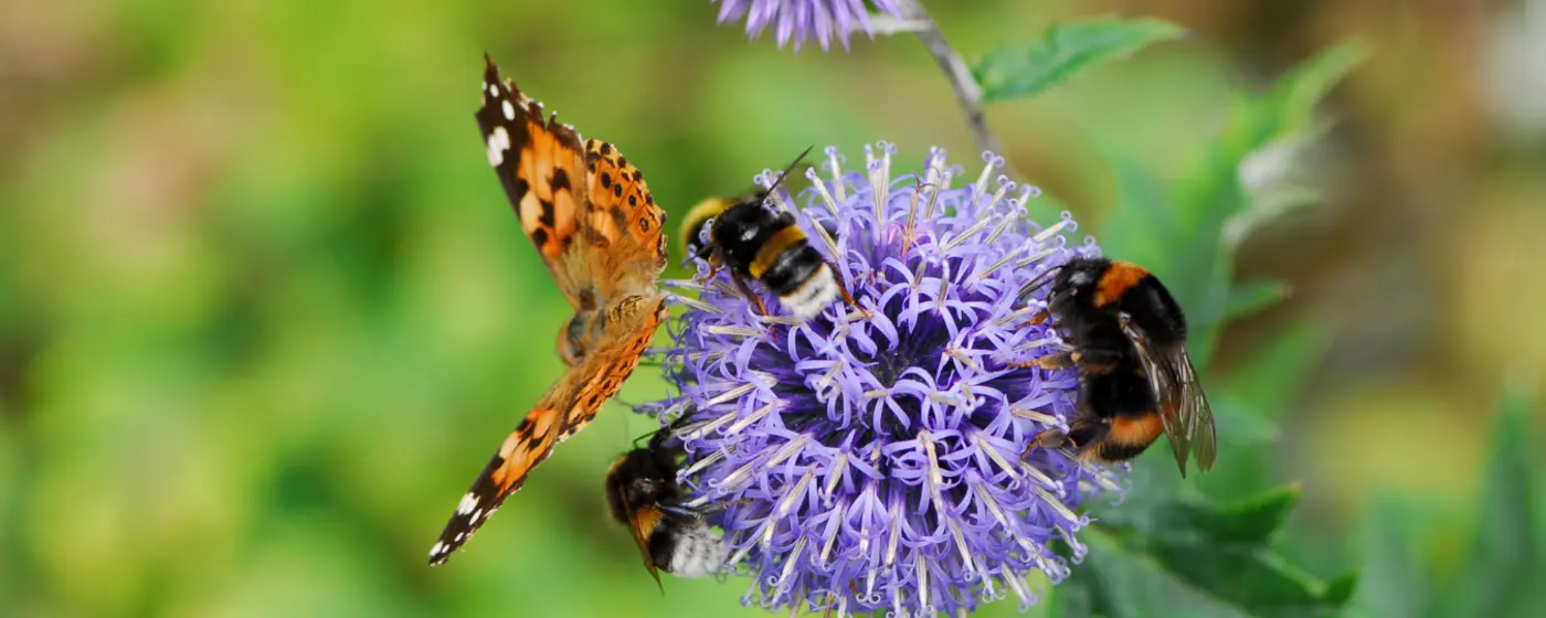 Pollinator Plants