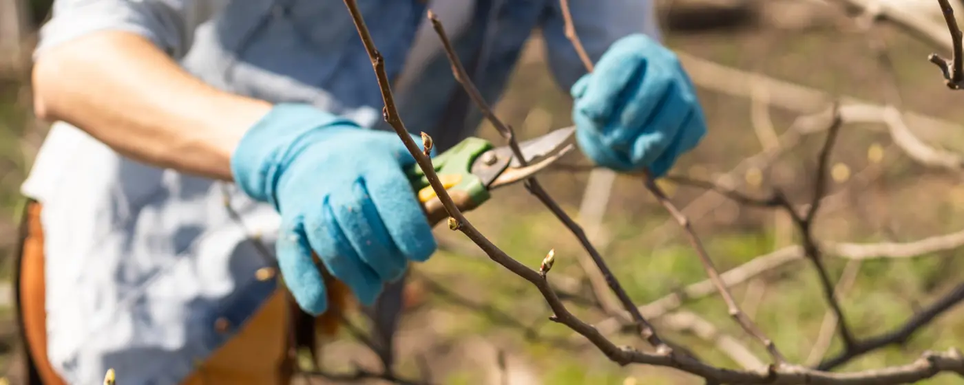 Spring Pruning