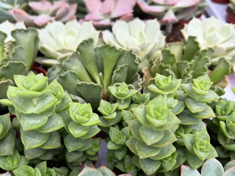 Succulents
