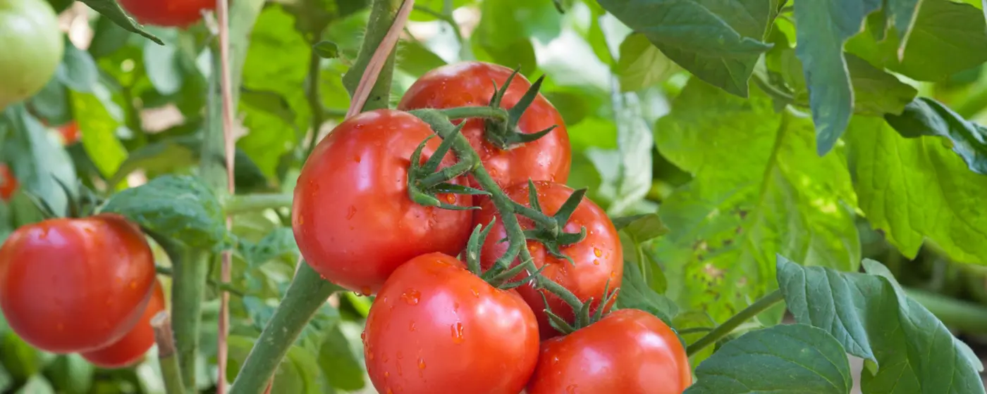 Time to stake tomatoes