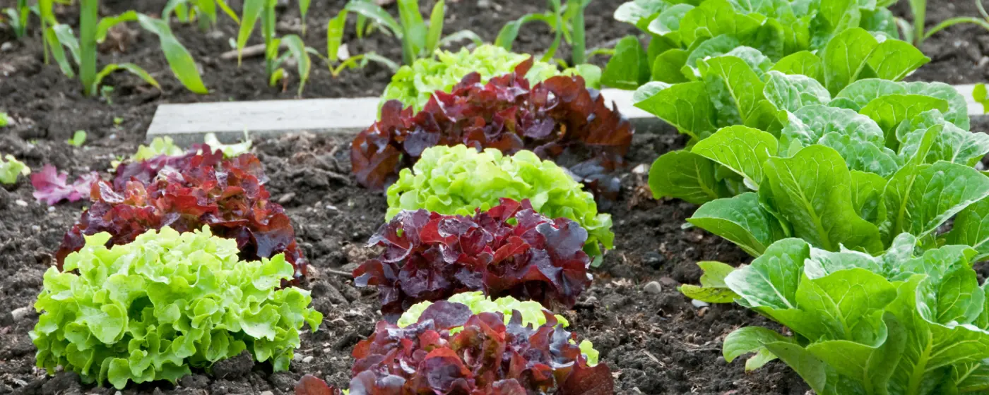 Time for fall crops
