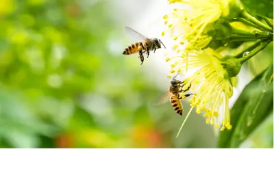 Which Plants Attract Pollinators?