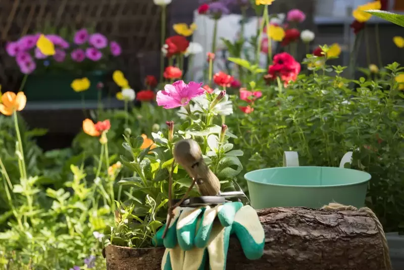 15 Garden Tips For August