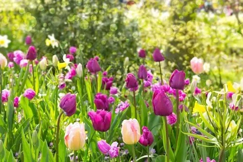 15 Gardening Tips for May