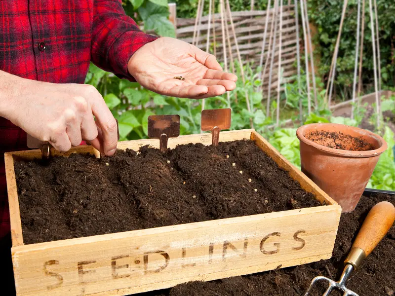 5 Common Seed Starting Mistakes (And How to Avoid Them)