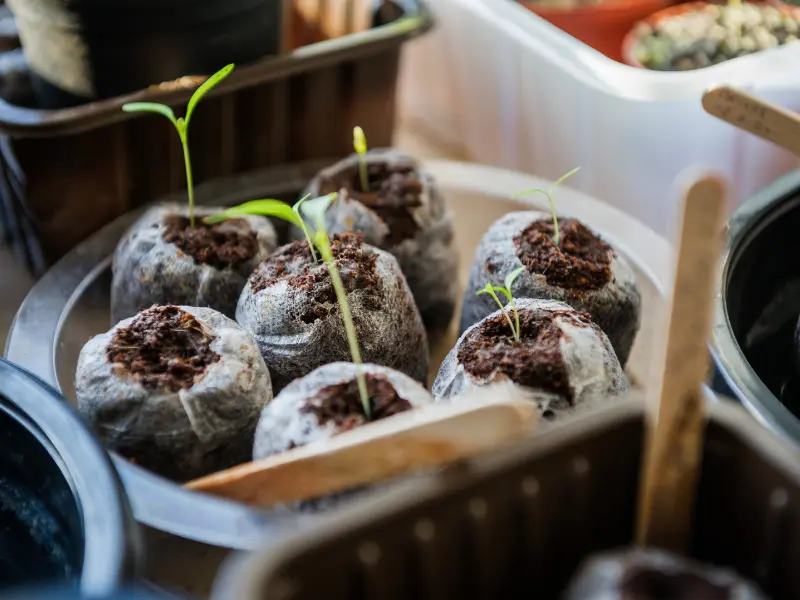 5 Must-Have Tools for Every Seed Starter