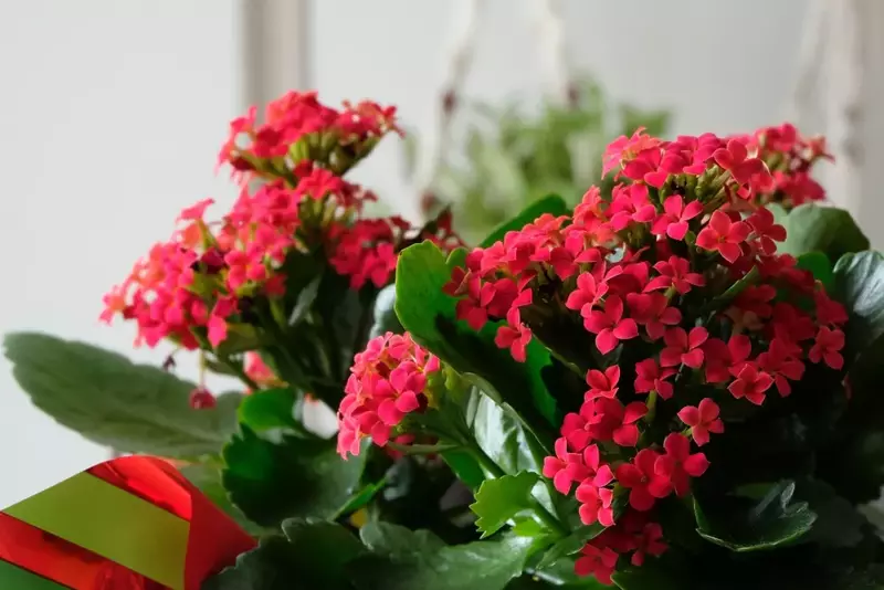 5 Popular Flowering Christmas Houseplants