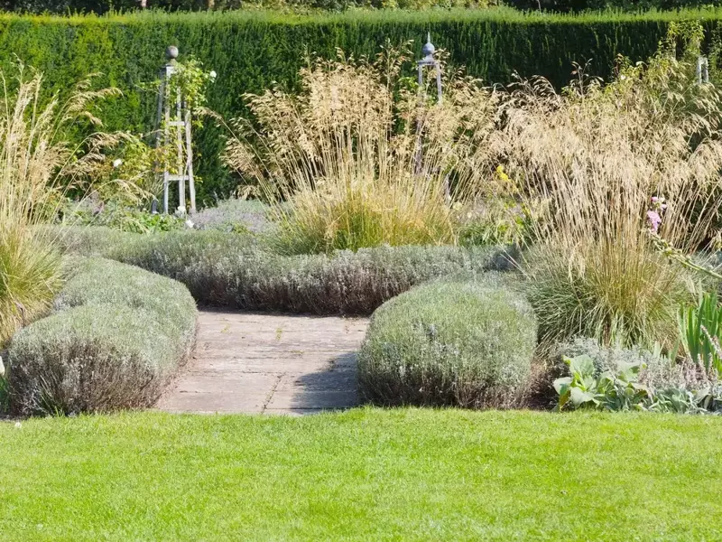 5 Tall Grasses For Your Garden