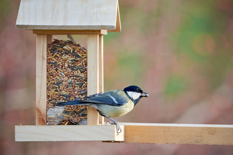 6 ways to attract birds to your garden