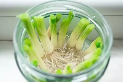 7 Great Vegetable Gardening Hacks