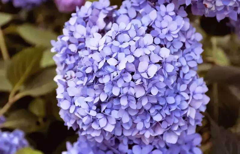 7 tips for a lovely Hydrangea