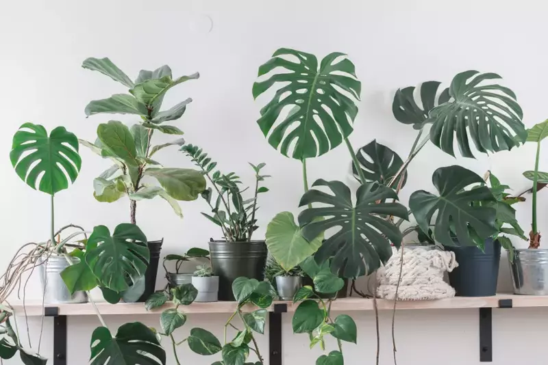 7 Tropical Plants to Keep Your Home Cheerful All Winter Long!