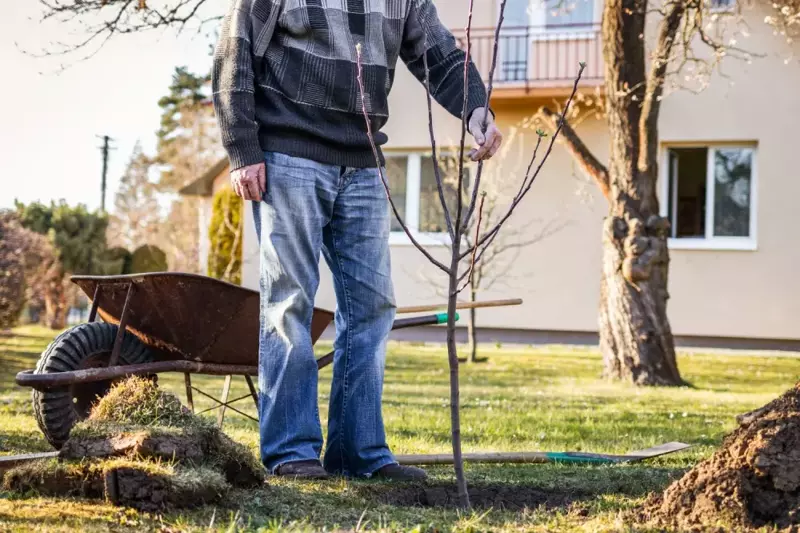 A Guide to Planting Trees in Winter