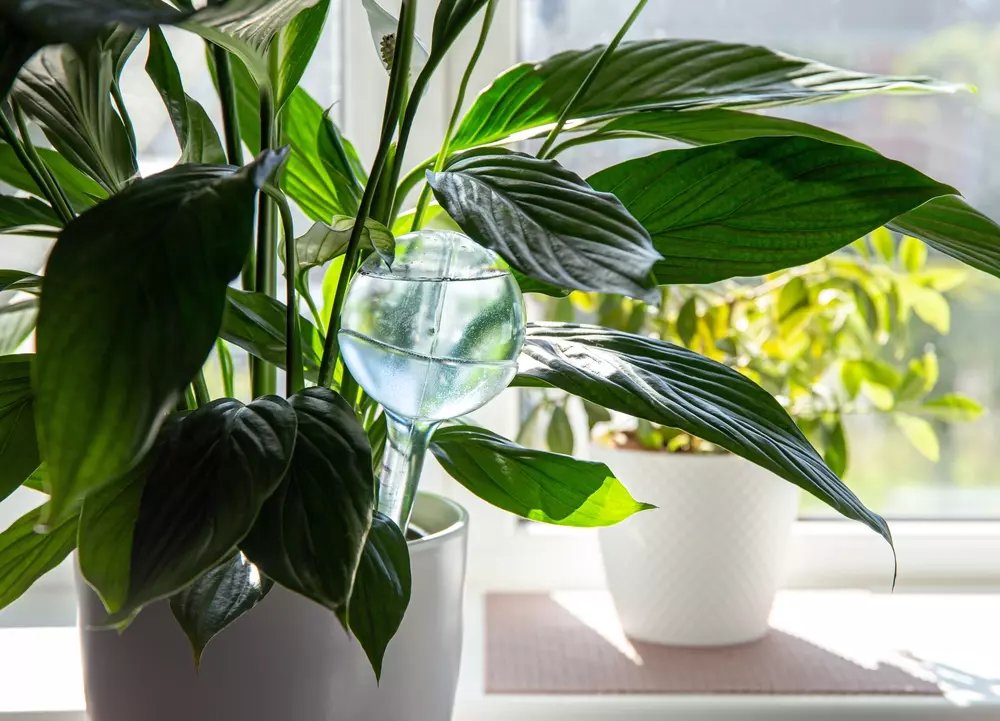 Are Watering Globes Good for Your Houseplants? - Little Tree Garden Market