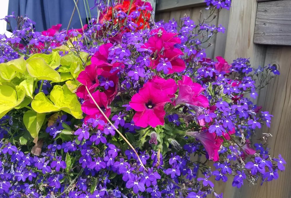 Best Flowers to Grow in a Hanging Basket - Little Tree Garden Market