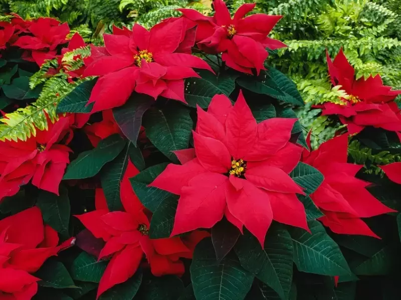 Christmas Plants With Red Colours