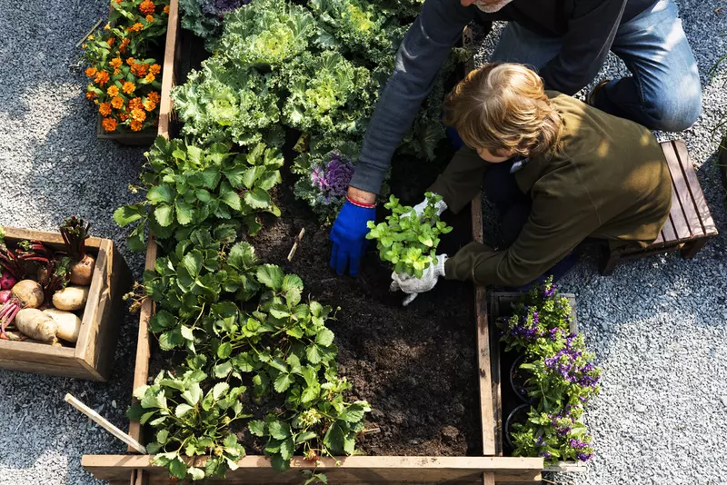 Everything you need for a kitchen garden