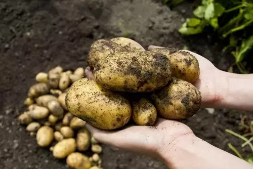 Explaining Seed Potatoes